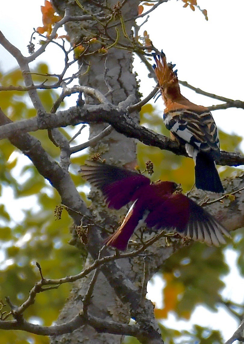 Eurasian Hoopoe - ML205416571