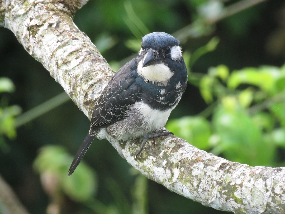 Black-breasted Puffbird - ML205417381