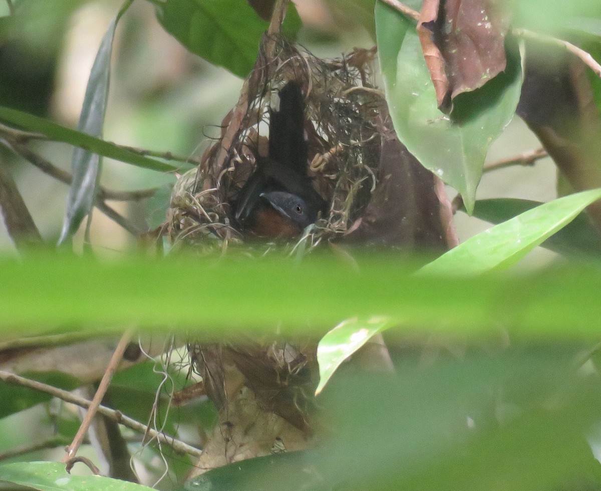 Dot-winged Antwren (Boucard's) - ML205417401