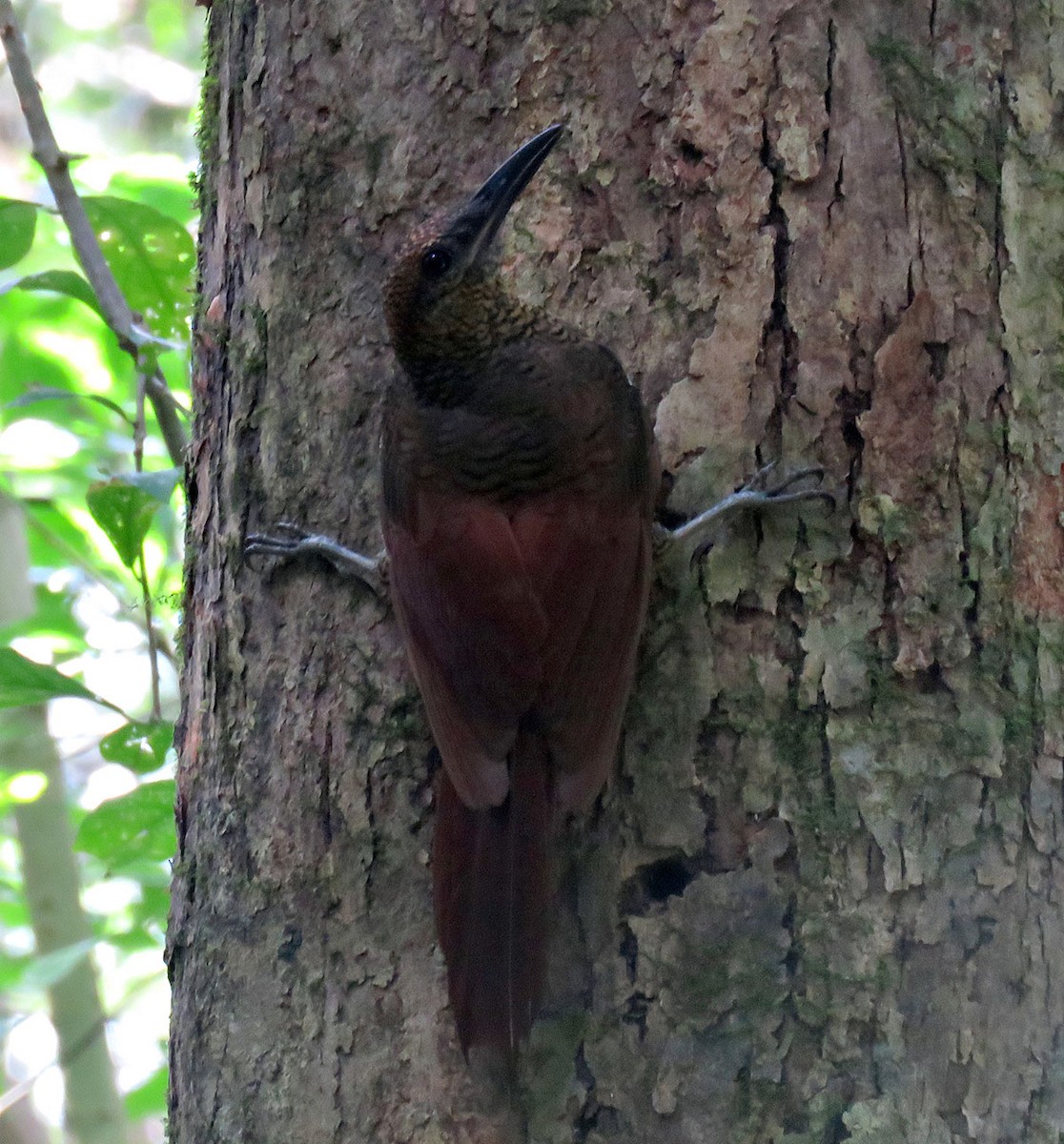 Northern Barred-Woodcreeper (Western) - ML205417421