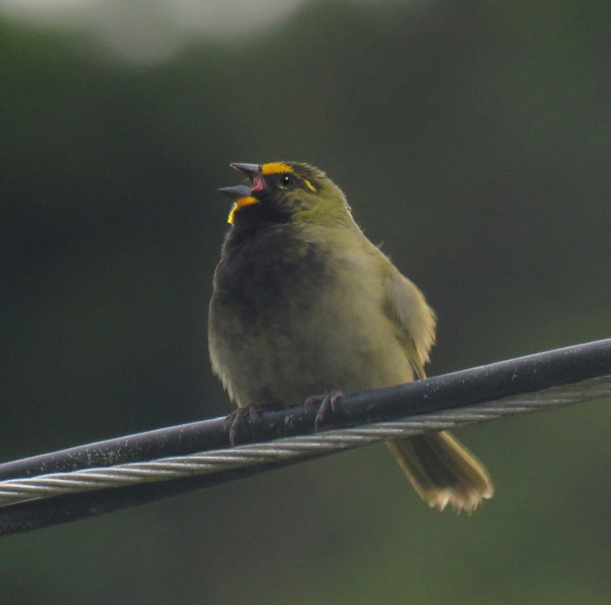 Yellow-faced Grassquit - ML205417541