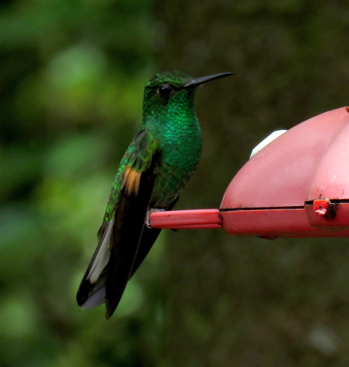 Colibrí Colirrayado - ML205417601