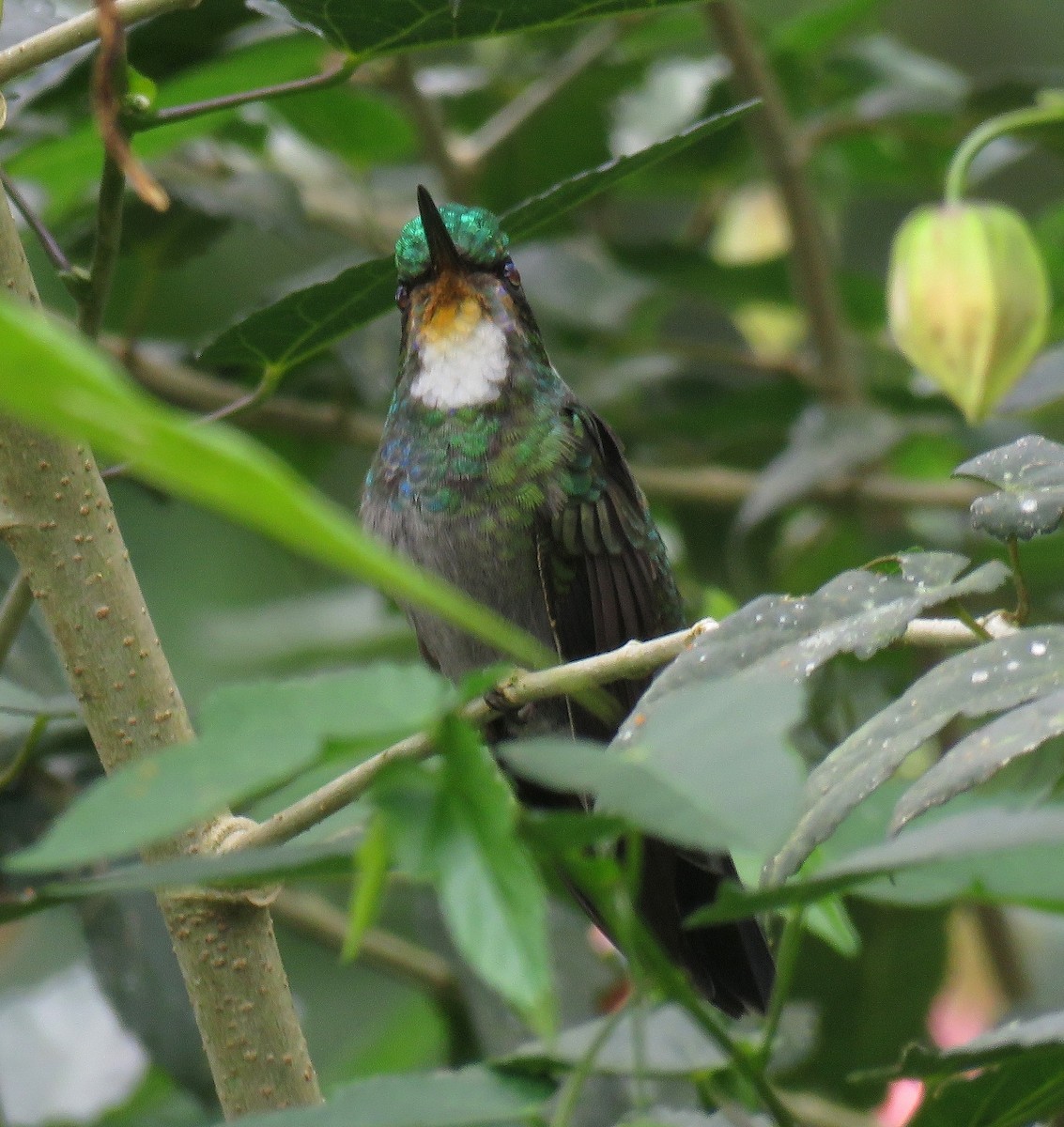 Colibrí Ventricastaño (castaneoventris) - ML205417621