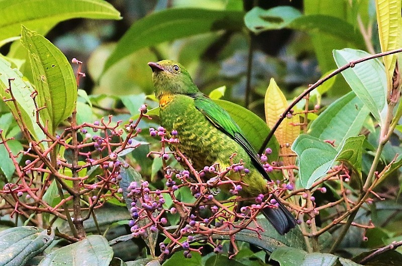 Handsome Fruiteater - Margareta Wieser