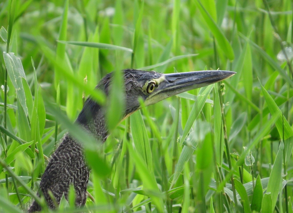 Bare-throated Tiger-Heron - ML205418301