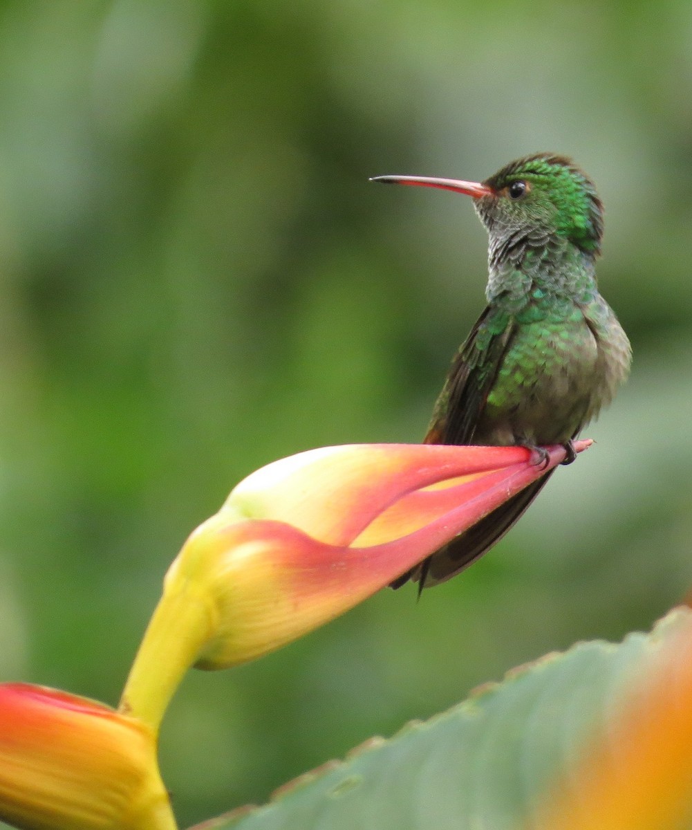 Rufous-tailed Hummingbird - Róger Rodríguez Bravo