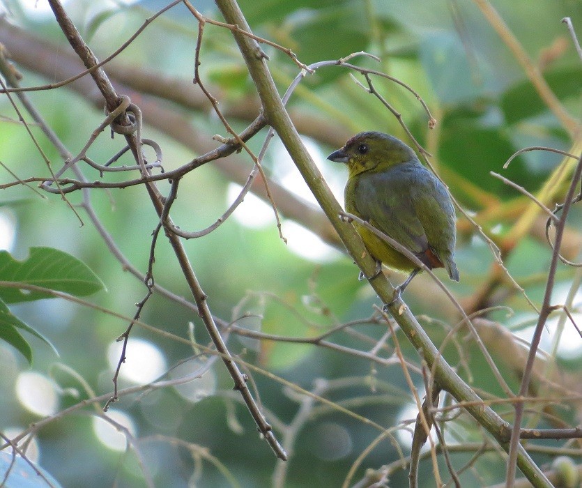 Olive-backed Euphonia - ML205418651