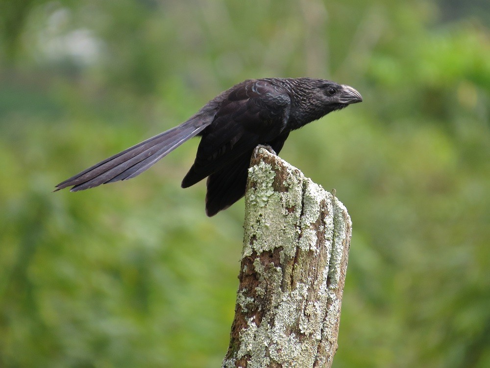 Groove-billed Ani - ML205418811