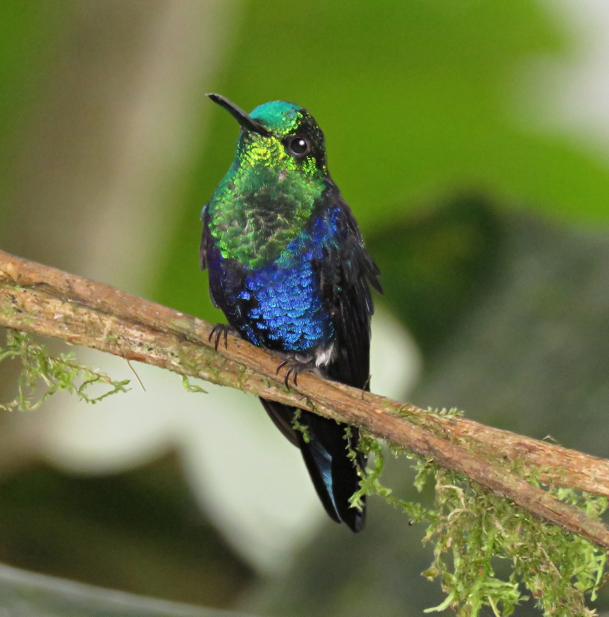 Crowned Woodnymph (Green-crowned) - Gustavo A. Rodriguez