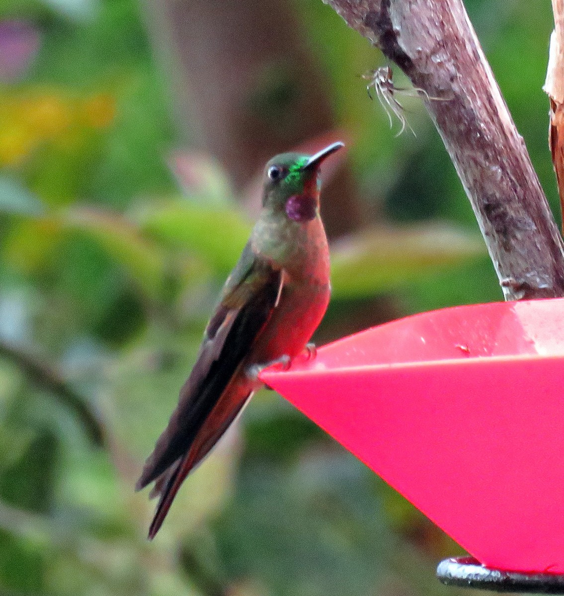 Fawn-breasted Brilliant - Gustavo A. Rodriguez