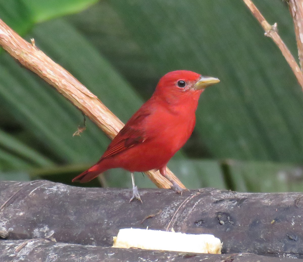 Summer Tanager - Gustavo A. Rodriguez