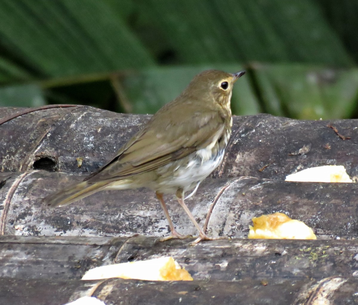 Swainson's Thrush (Olive-backed) - Gustavo A. Rodriguez