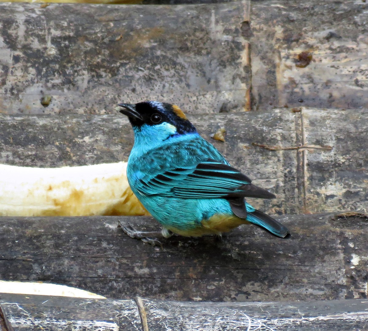 Golden-naped Tanager (Golden-naped) - Gustavo A. Rodriguez