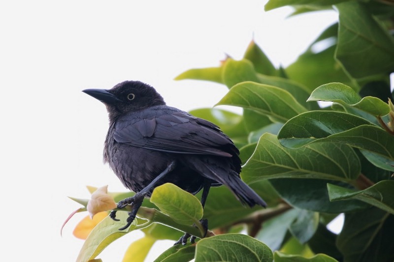 Carib Grackle - Margareta Wieser