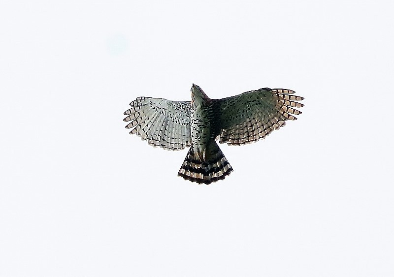 Ornate Hawk-Eagle - Margareta Wieser