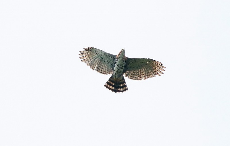 Ornate Hawk-Eagle - Margareta Wieser