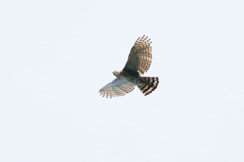 Ornate Hawk-Eagle - Margareta Wieser