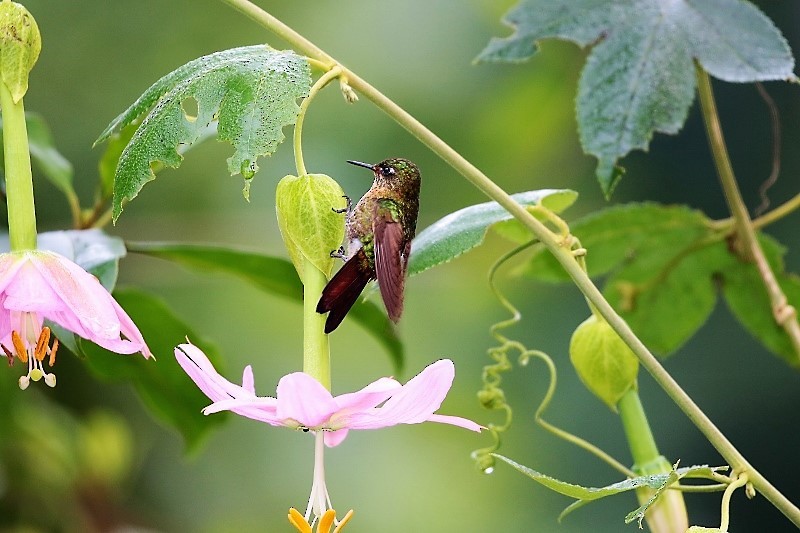 kolibřík dřišťálový (ssp. chloropogon) - ML205420511