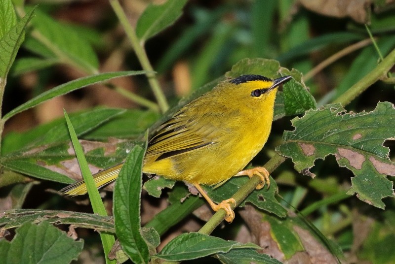 Black-crested Warbler - ML205420711