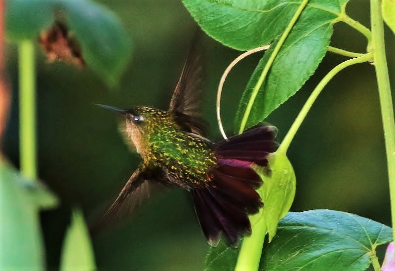 Tyrian Metaltail (Costa) - Margareta Wieser