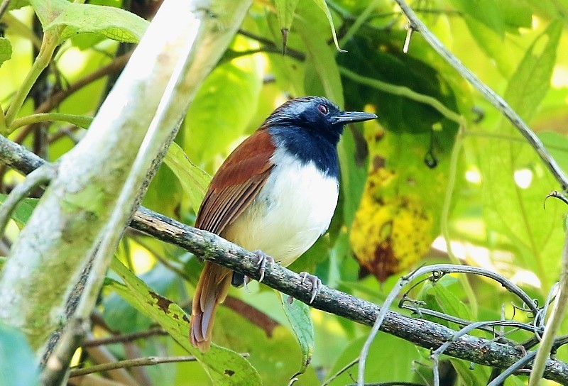 White-bellied Antbird - ML205420871