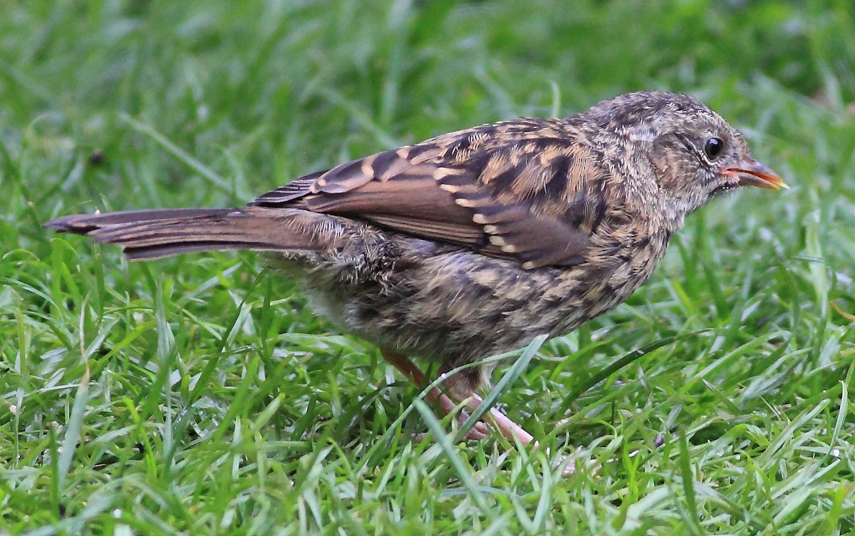 Dunnock - ML205421671