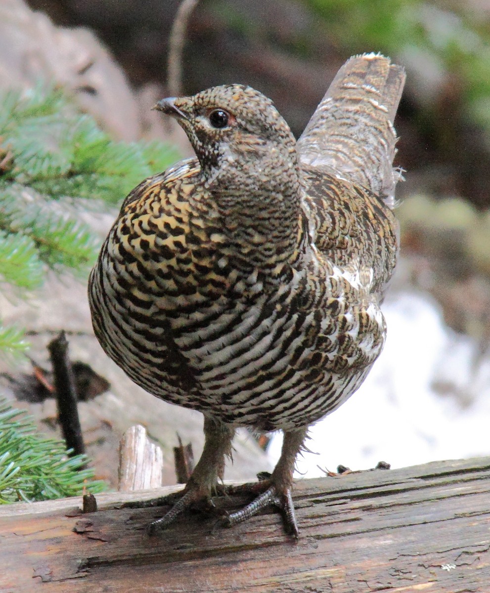 Spruce Grouse (Franklin's) - ML205421681