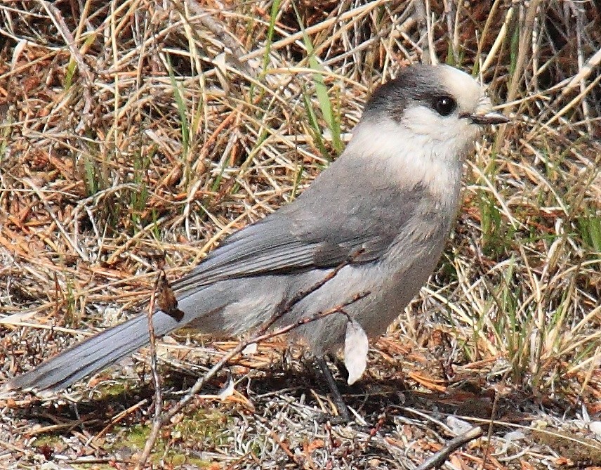 Canada Jay - ML205421701