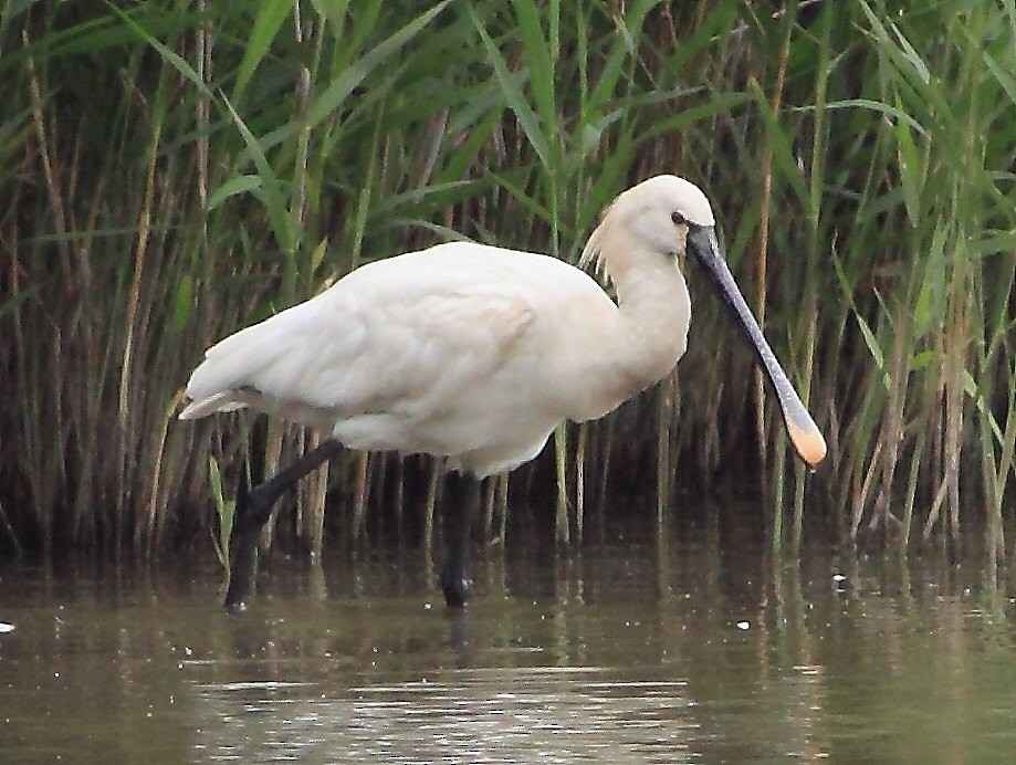 Eurasian Spoonbill - ML205421791