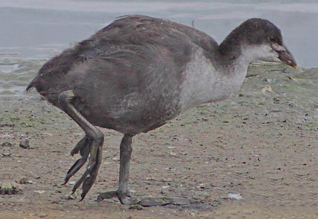 Eurasian Coot - ML205421881