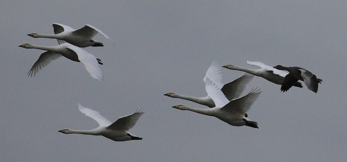 Whooper Swan - ML205421921