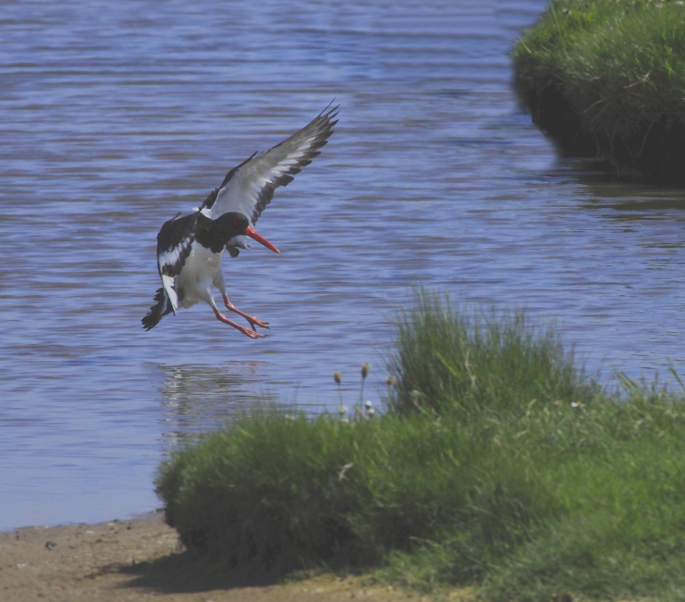 Eurasian Oystercatcher (Western) - ML205421981