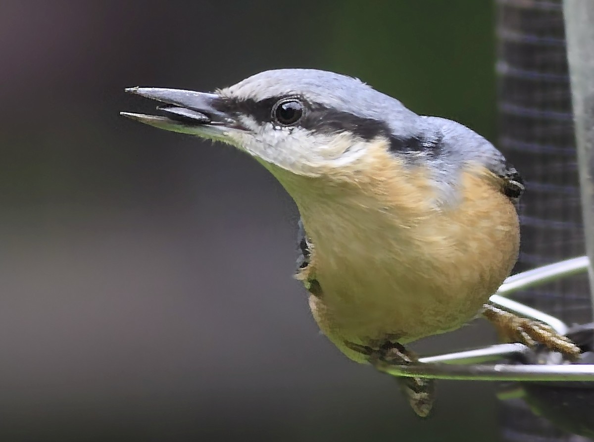 Eurasian Nuthatch - ML205422041