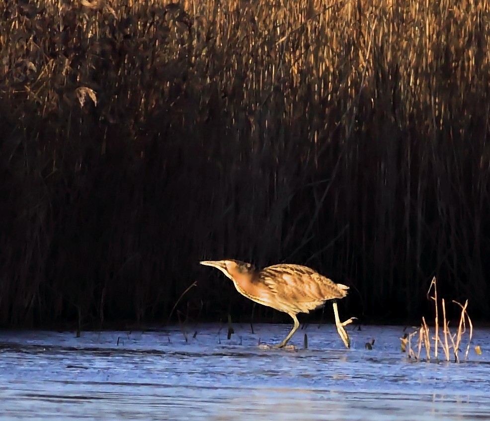 Great Bittern - ML205422181