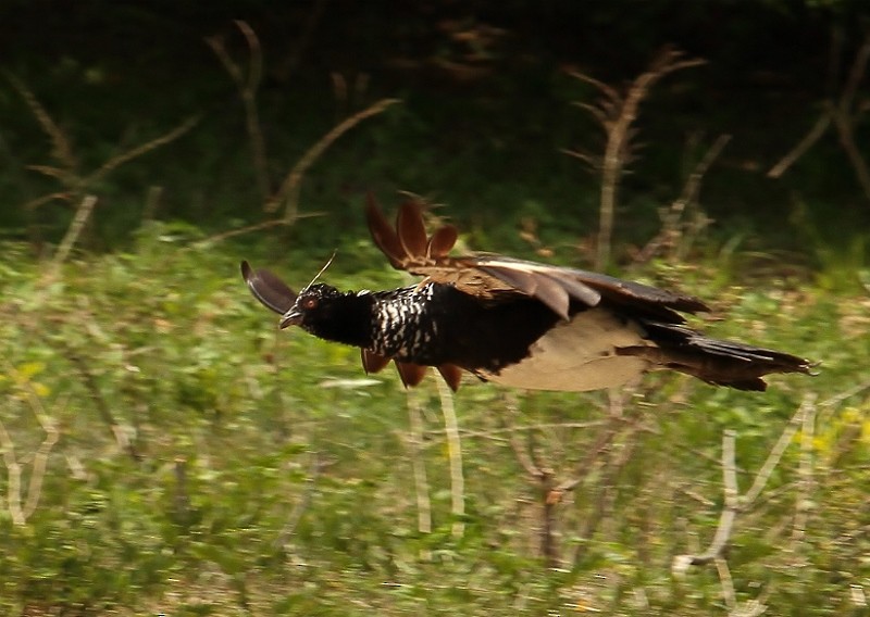 Horned Screamer - ML205422291