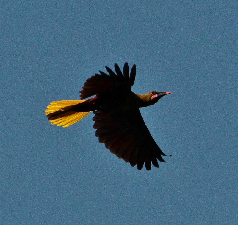 Olive Oropendola (Amazonian) - Margareta Wieser