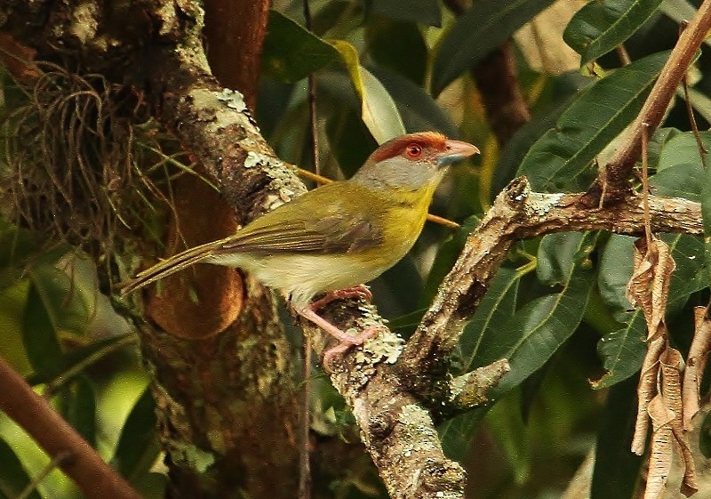 Rufous-browed Peppershrike - ML205422711