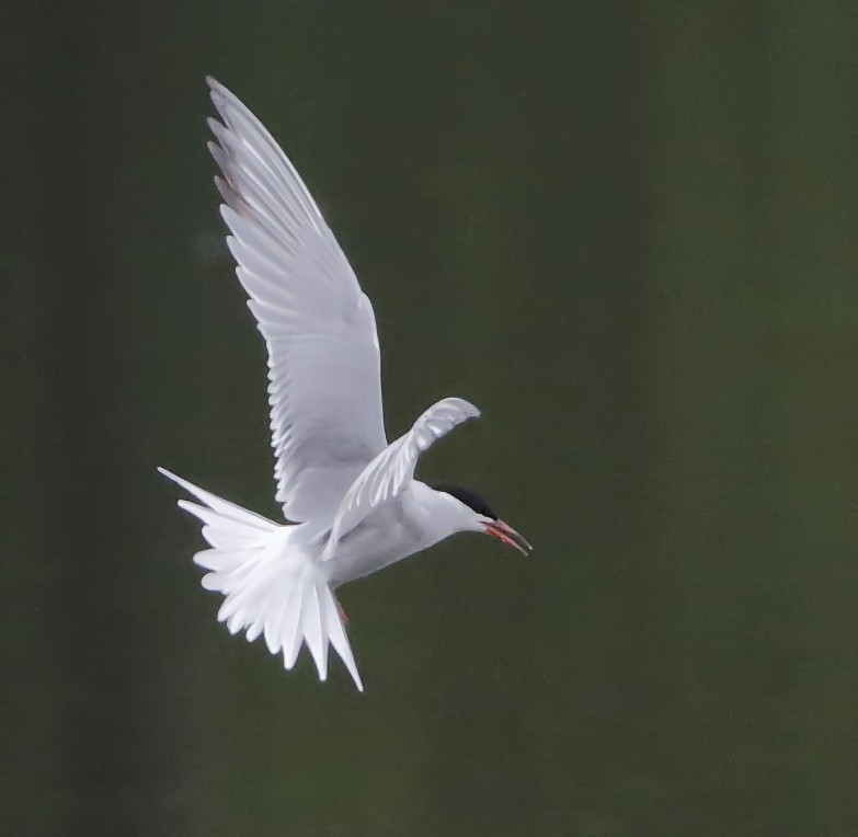 Common Tern - ML205423991