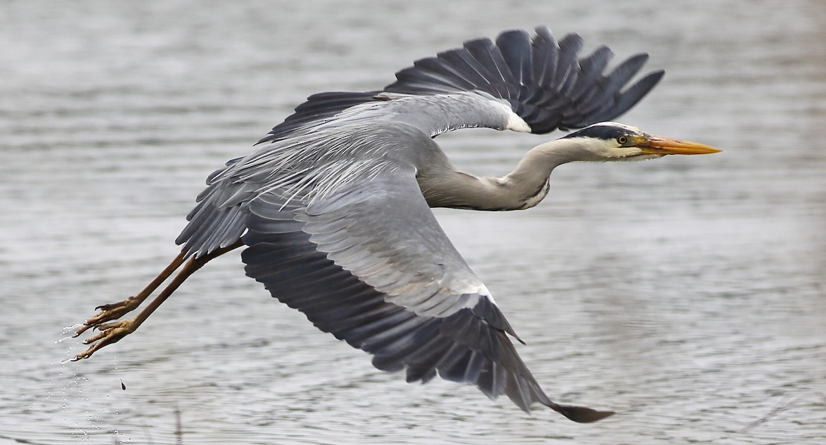 Gray Heron - ML205424001