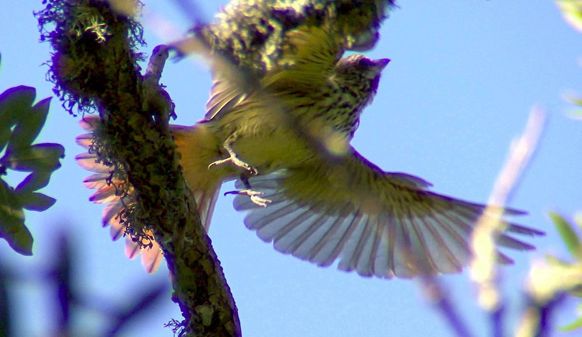 Sulphur-bellied Flycatcher - Malcolm Mark Swan