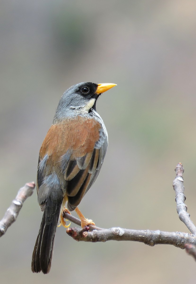 Buff-bridled Inca-Finch - ML205424381