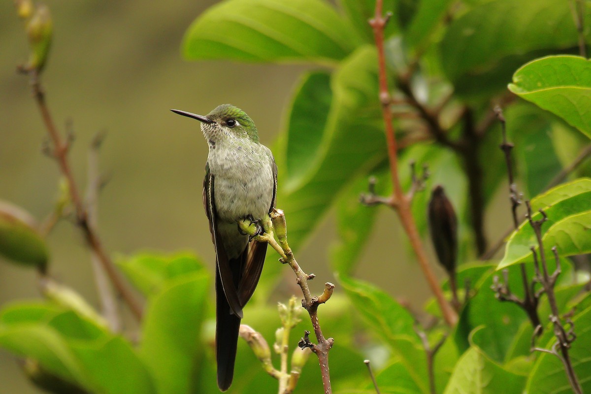 Gray-bellied Comet - ML205424391