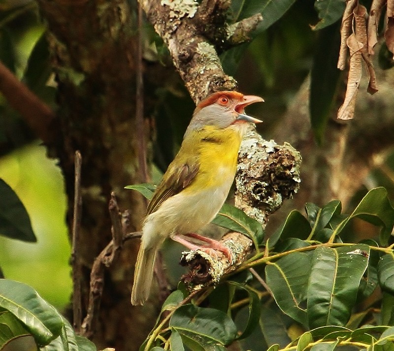 Rufous-browed Peppershrike - ML205424421