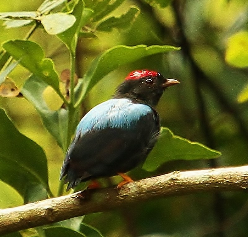 Lance-tailed Manakin - Margareta Wieser