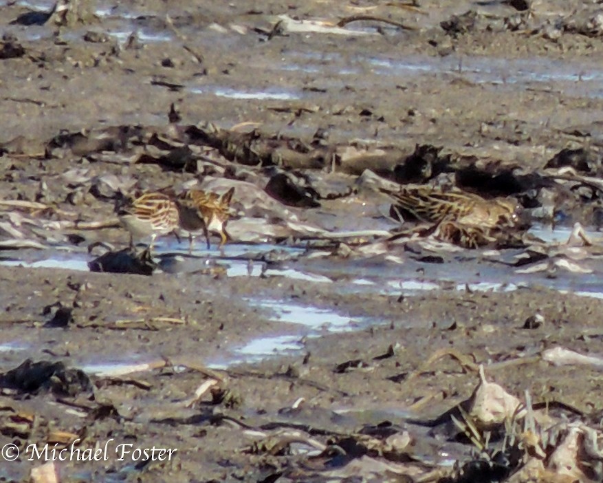 Pectoral Sandpiper - ML20542461