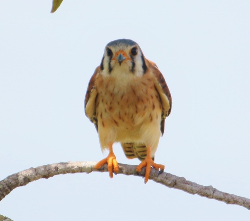 American Kestrel - ML205425021