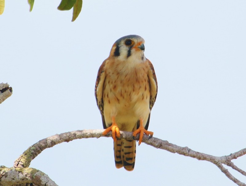 American Kestrel - ML205425041