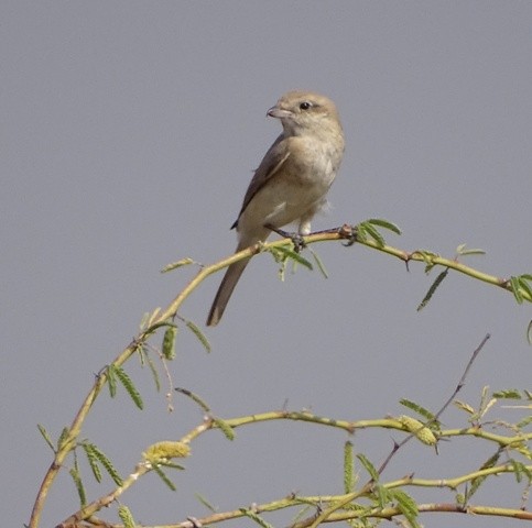 Isabelline Shrike - ML205425191