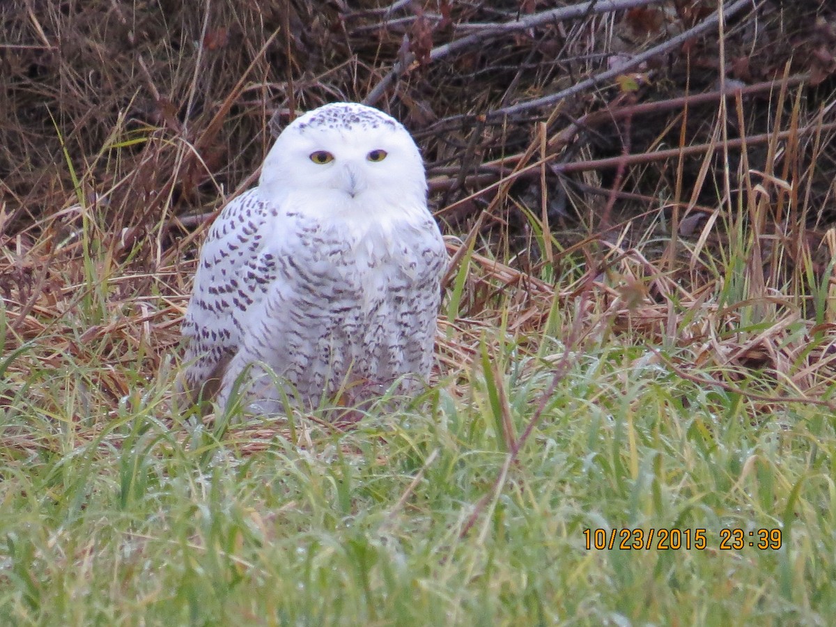 Snowy Owl - ML20542531