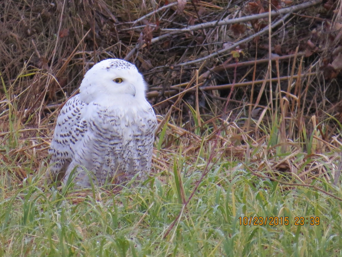 Snowy Owl - ML20542541